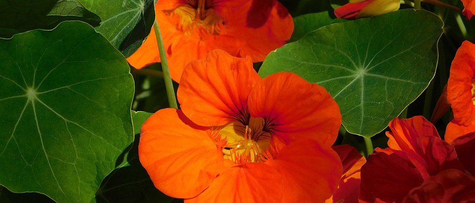 Hier sieht man die Kapuzinerkresse (Tropaeolum majus). Die Kapuzinerkresse enthält Senföle, die sich bei Erkältungskrankheiten und Harnwegsinfekten bewährt haben.